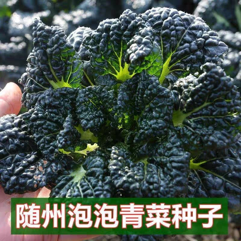 黑油冬种子随州泡泡青冬菜杭州皱叶黑乌油冬儿大种籽菜籽孑青菜种