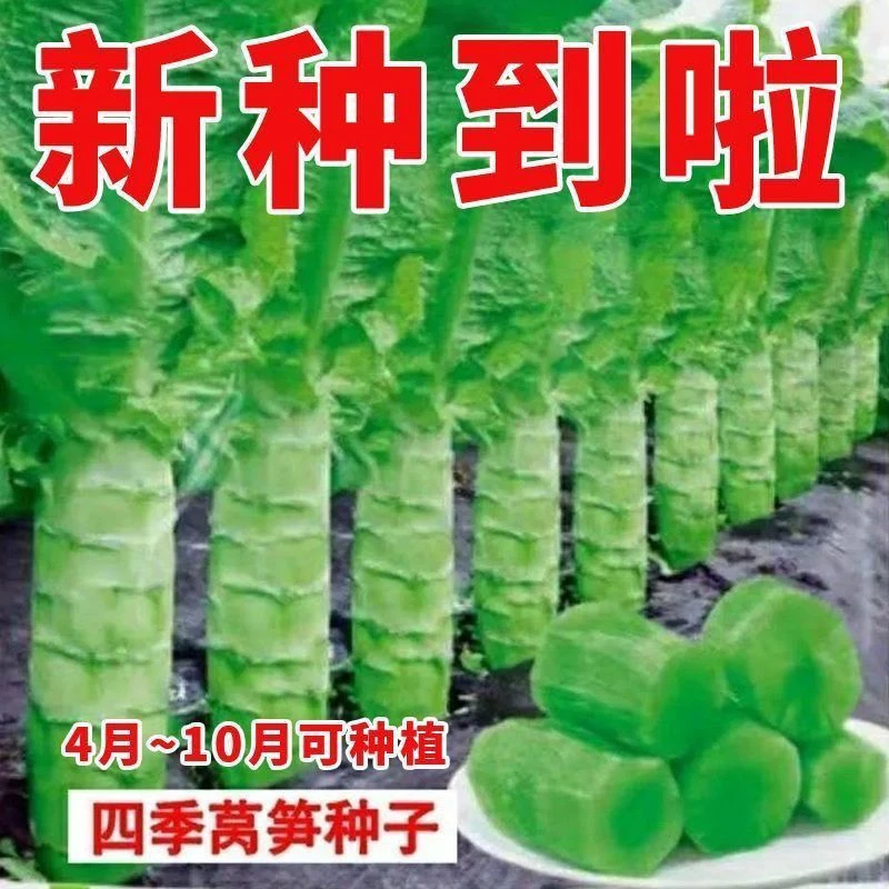 绿皮尖叶莴笋种子特大高产绿皮绿肉香莴苣春秋冬季农家蔬菜种子