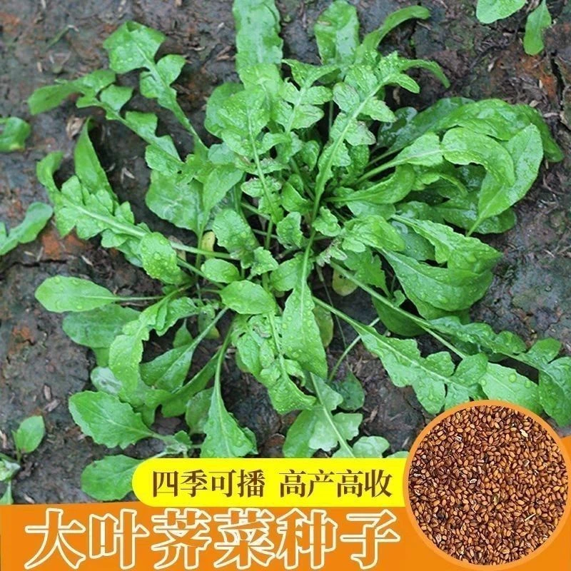 野生荠荠菜种籽庭院大叶春野菜籽秋冬四季播荠菜种籽地菜蔬菜种籽