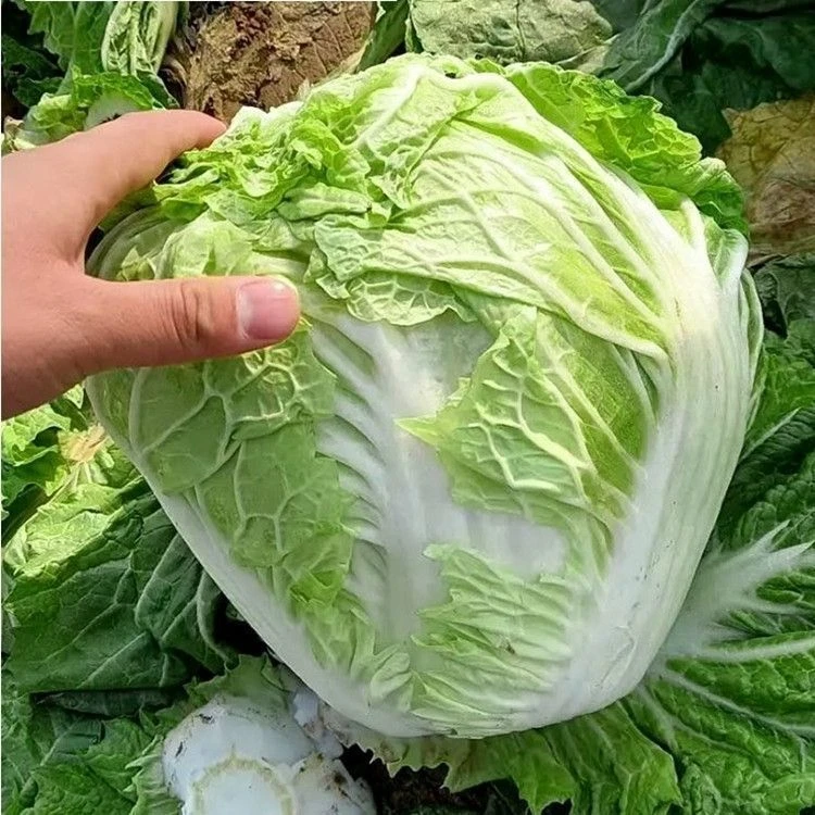 新乡小包23白菜种子黄心包心白菜四季高产耐冬储蔬菜种子