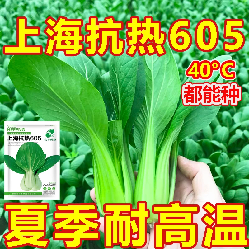 上海抗热605百合头种子上海青小油菜青菜小白菜种子四季农家庭院