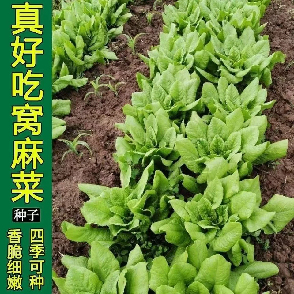 【满5包邮】皱叶莴麻菜种子窝鸡菜种籽叶用莴苣莴笋叶春秋四季蔬菜