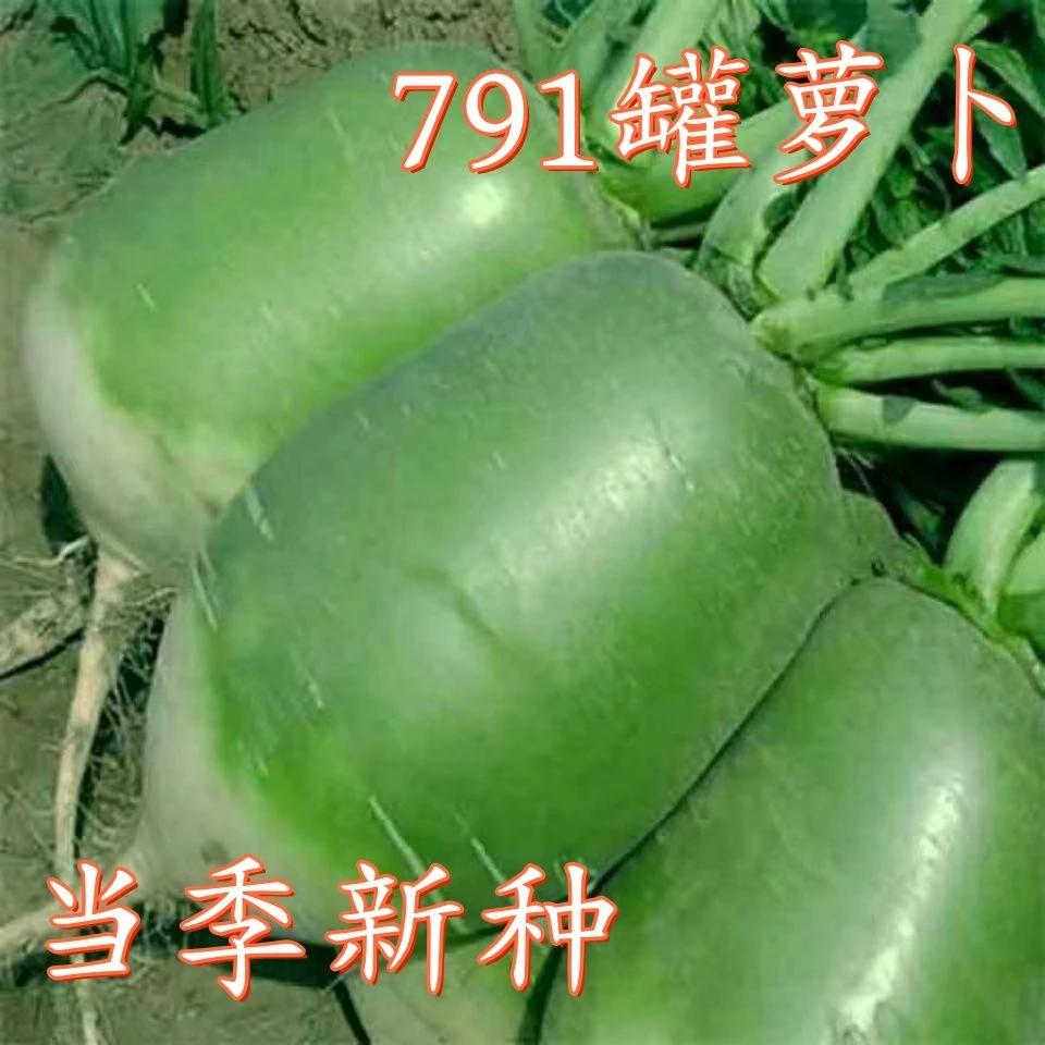 【满5包邮送1】791罐萝卜种子蔬菜种半青萝卜庭院大田秋播萝卜种