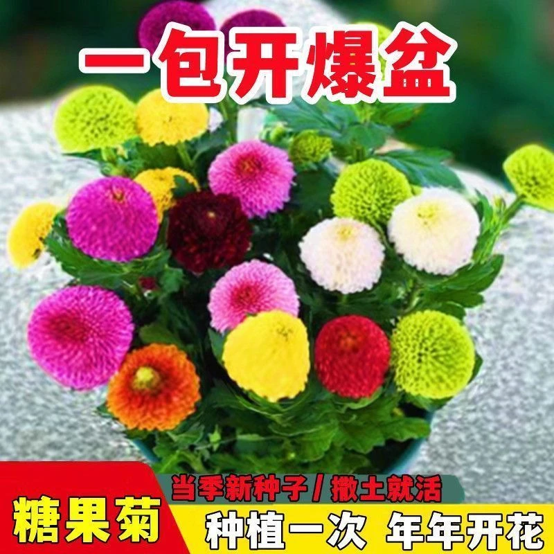 糖果菊花种子一年四季开花七彩乒乓菊花种子易爆盆易活乒乓球菊籽