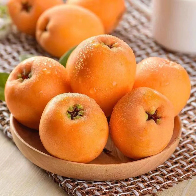 【顺丰包邮】四川大五星枇杷果园树上新鲜采摘香甜爽口多汁皮薄肉厚