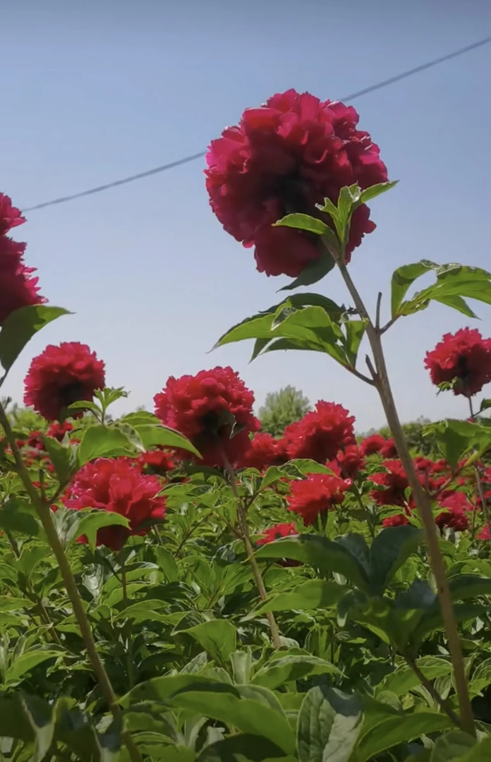 精品芍药花高杆红