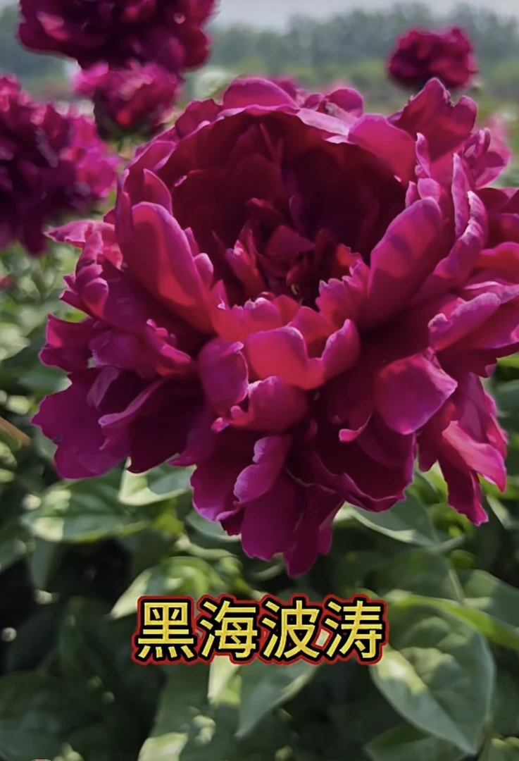 精品芍药黑海波涛