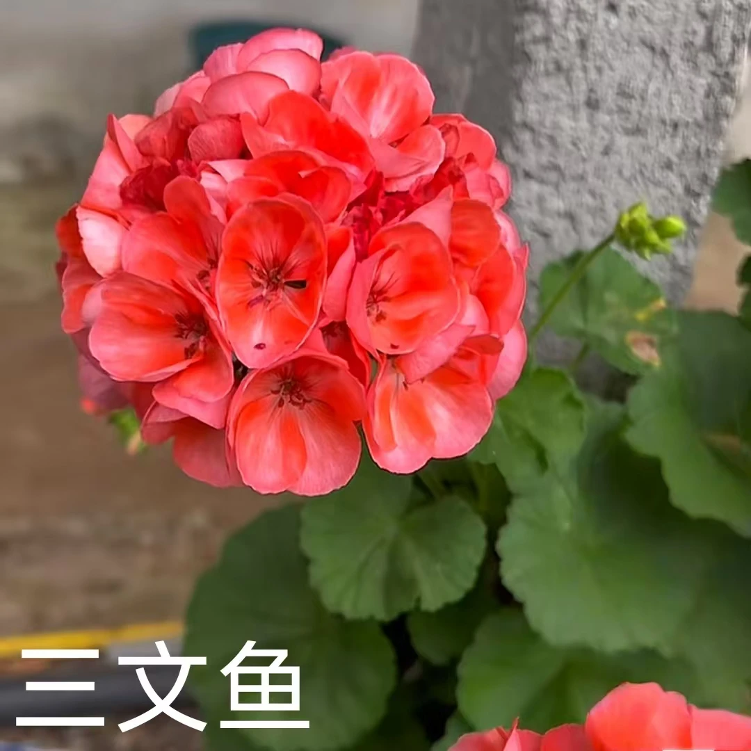 【三文鱼】直立天竺葵低于零下拍保温不拍不冻伤负责