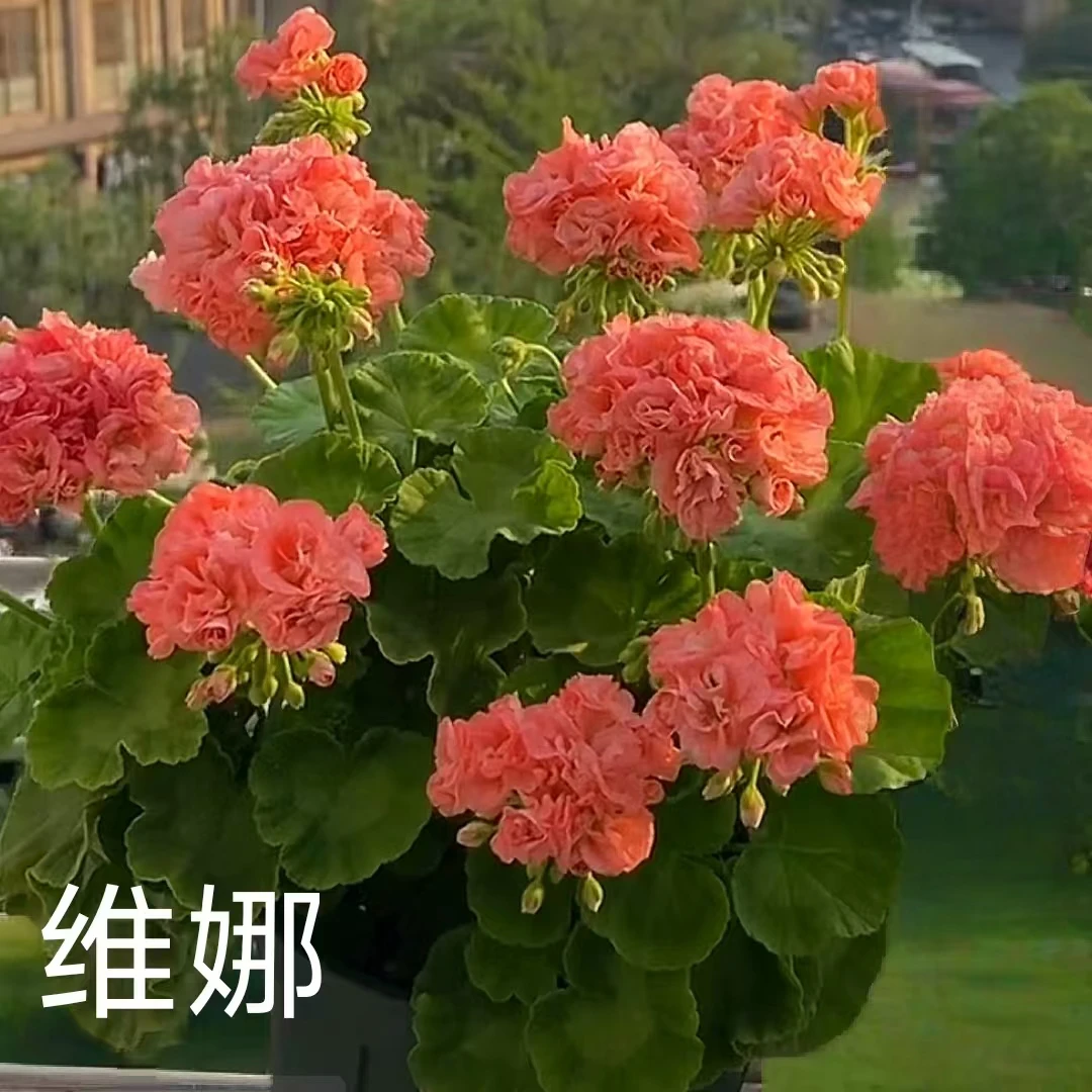 【维娜】直立重瓣天竺葵