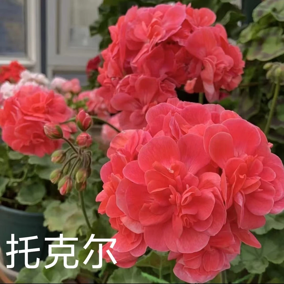 【托克尔】半兽系重瓣天竺葵