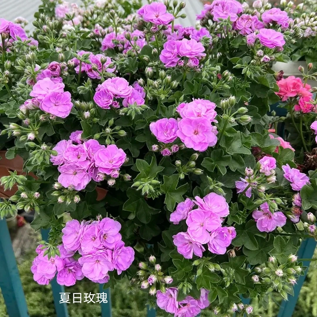 【夏日玫瑰小苗】垂钓重瓣天竺葵低于零下拍保温不拍不冻伤负责