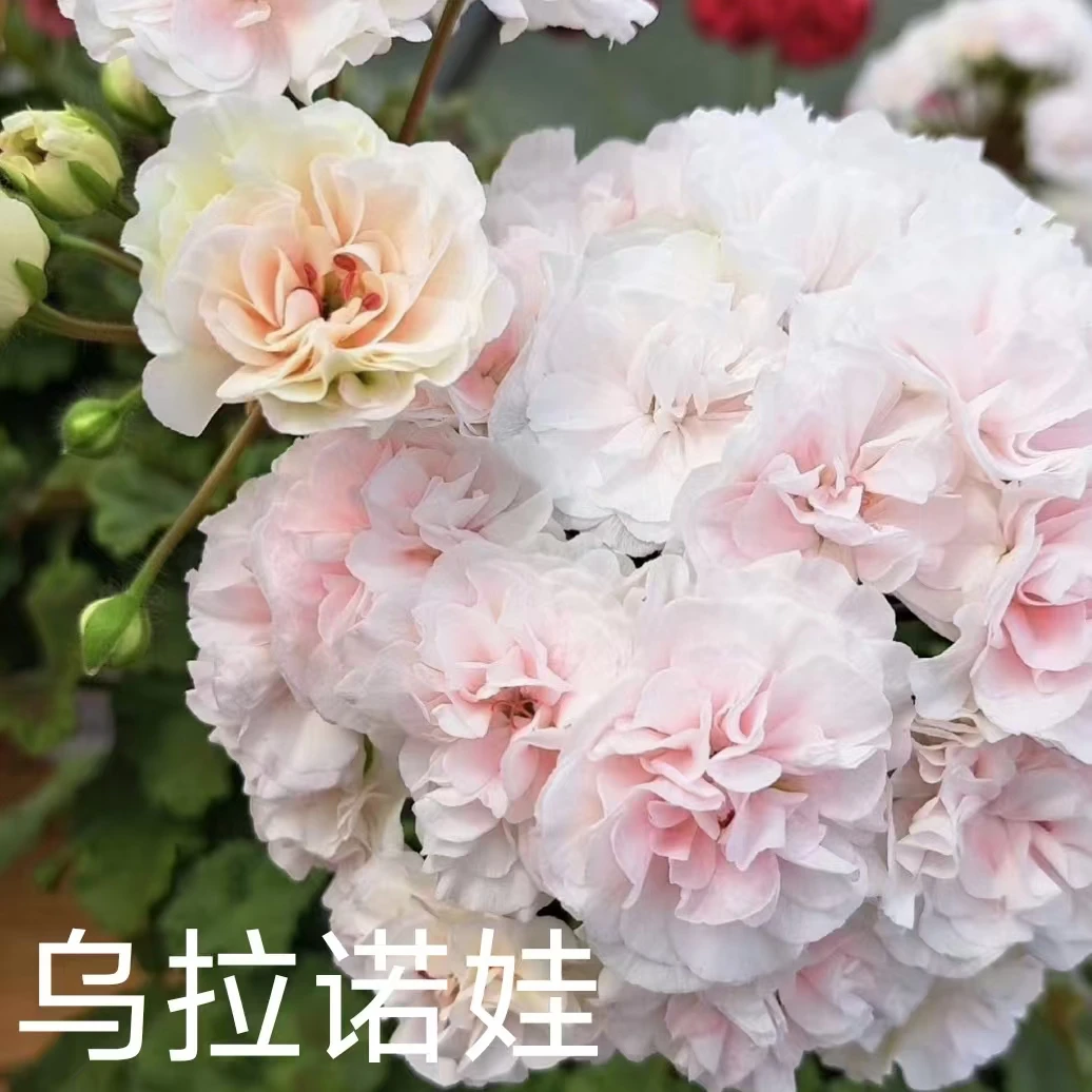 【乌拉诺娃】半兽系重瓣天竺葵