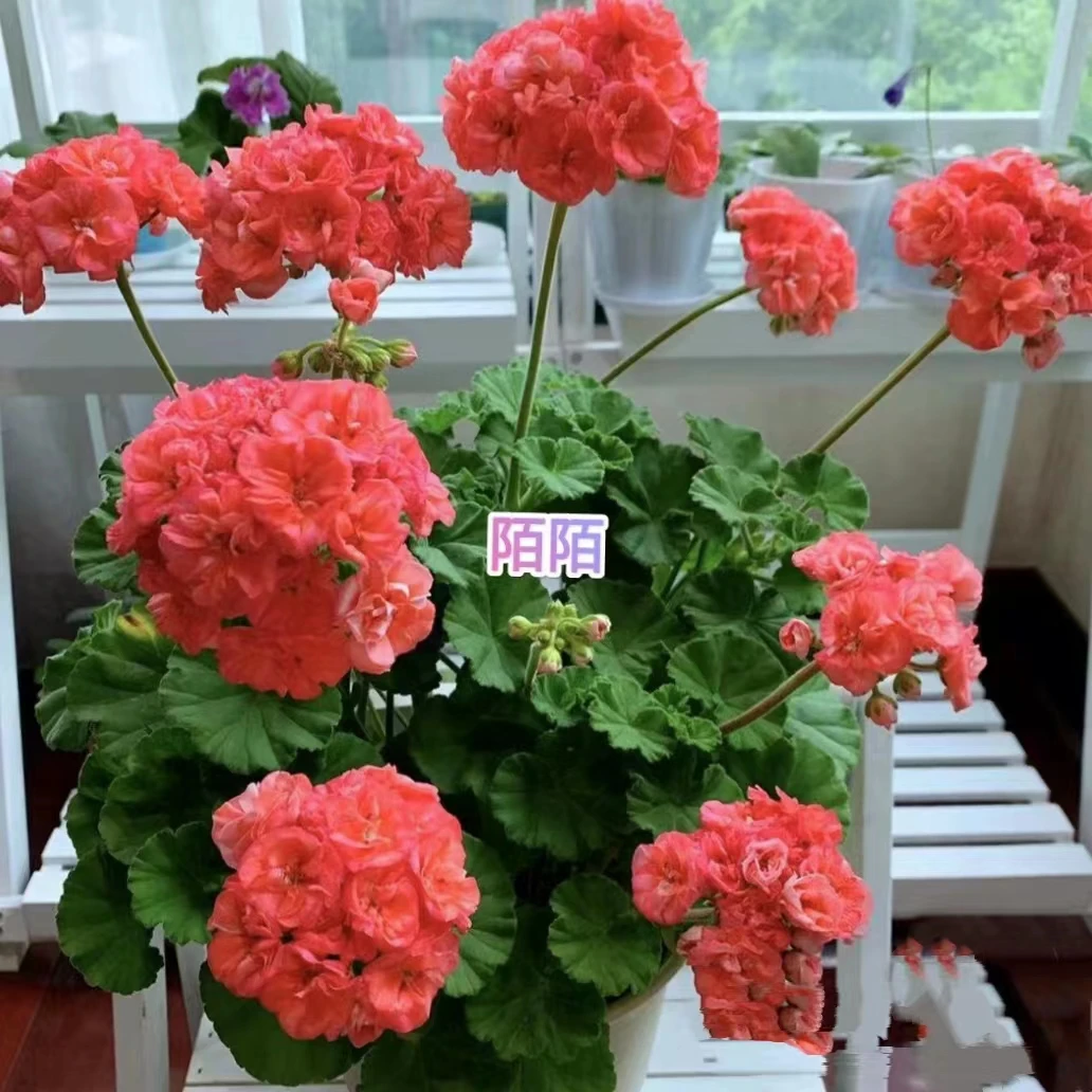 【陌陌】直立重瓣天竺葵