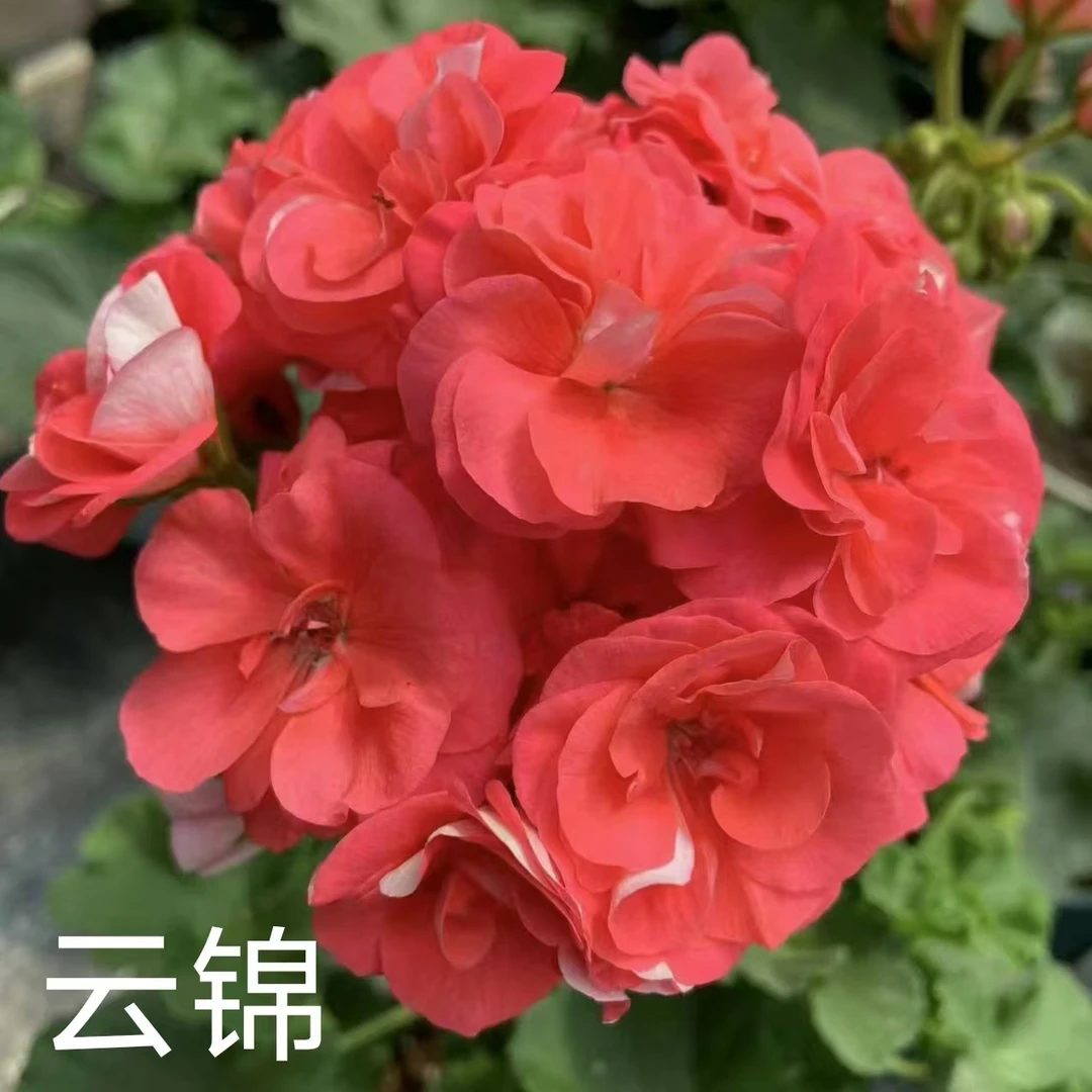 【云锦】直立重瓣天竺葵