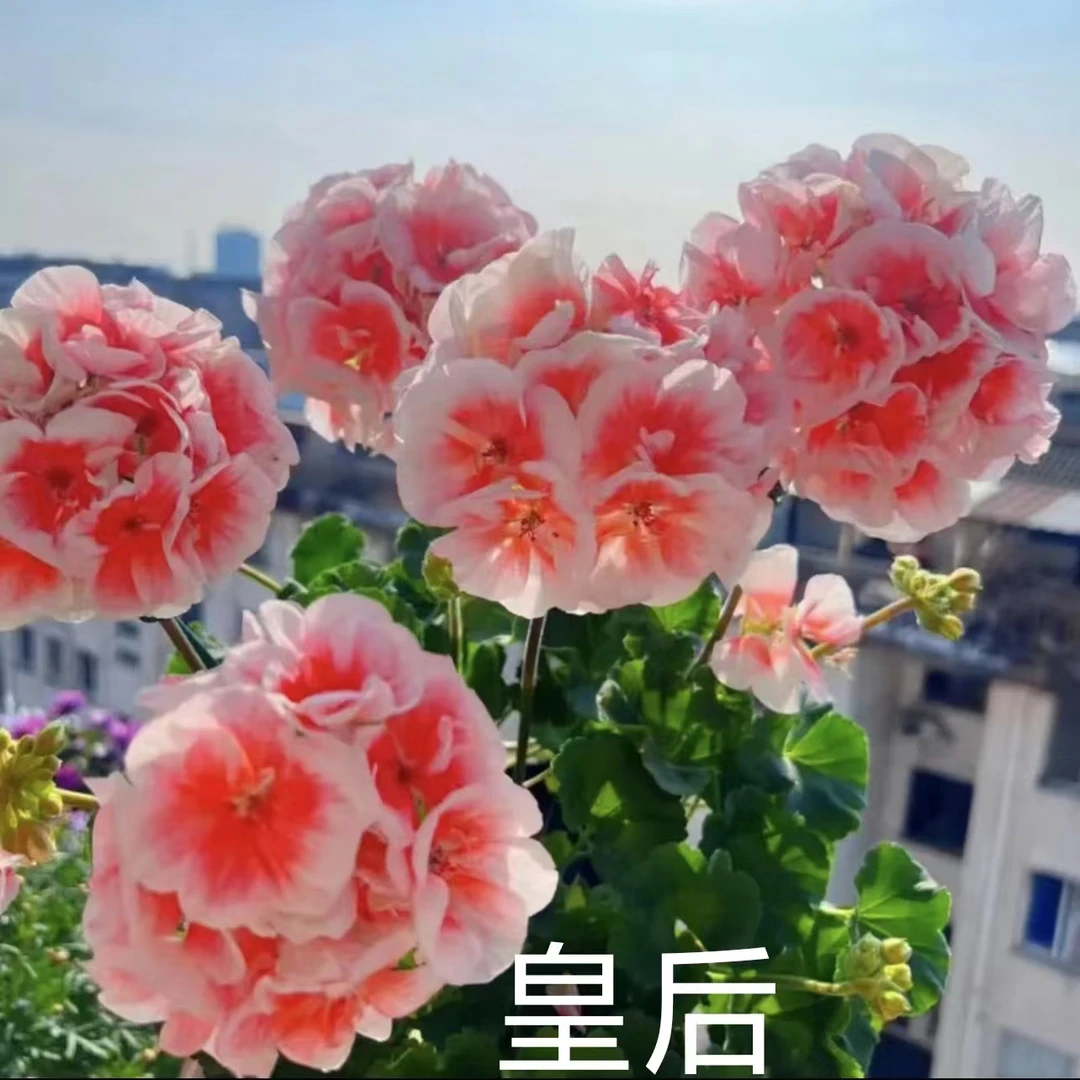 【皇后】直立单瓣天竺葵