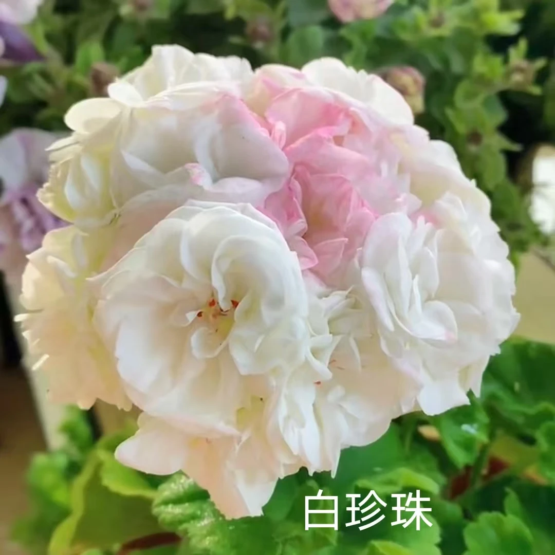 【白珍珠】直立重瓣天竺葵