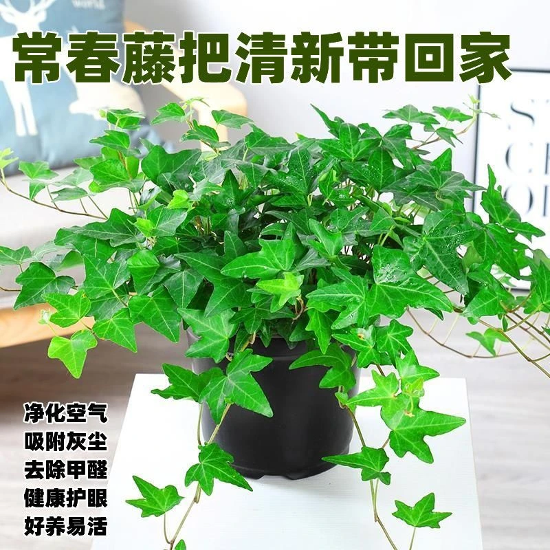 常春藤绿植吊兰植物盆栽花卉常青藤净化空气花卉盆栽花卉植物包邮