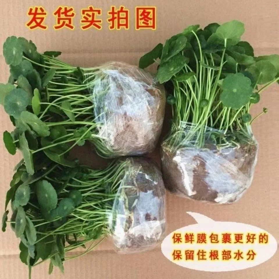 带叶铜钱草土培水培植物办公室桌面盆栽金钱草绿植清新 四季长青