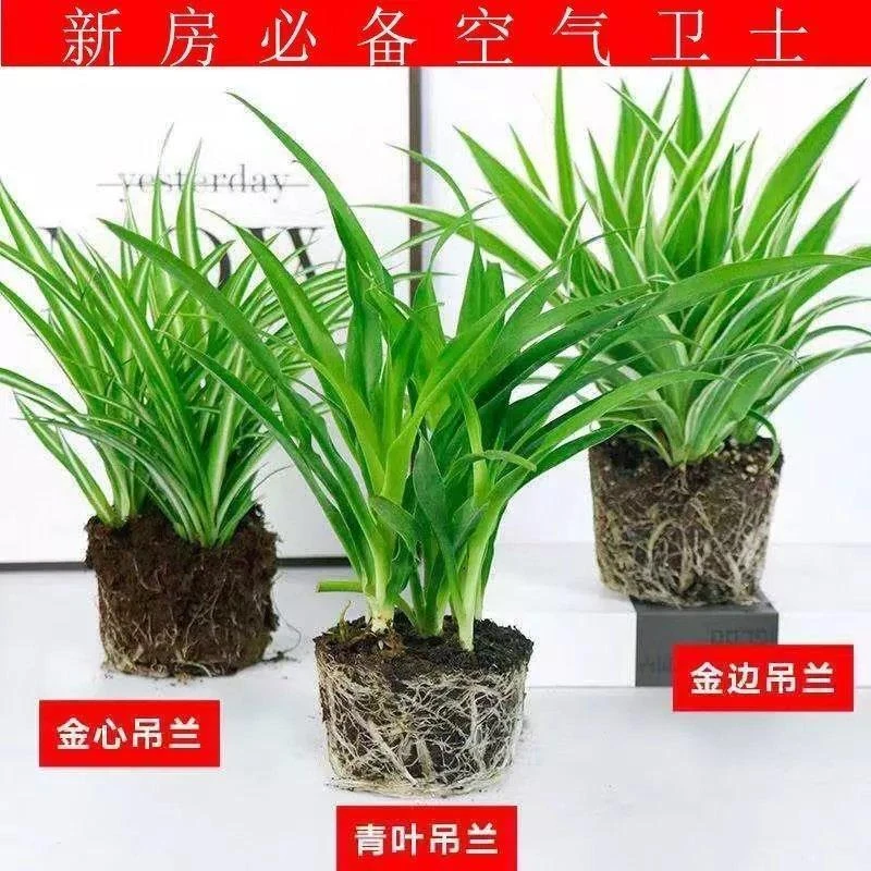金边金心青叶吊兰盆栽四季种植办公室净化空气吸甲醛植物花卉批发