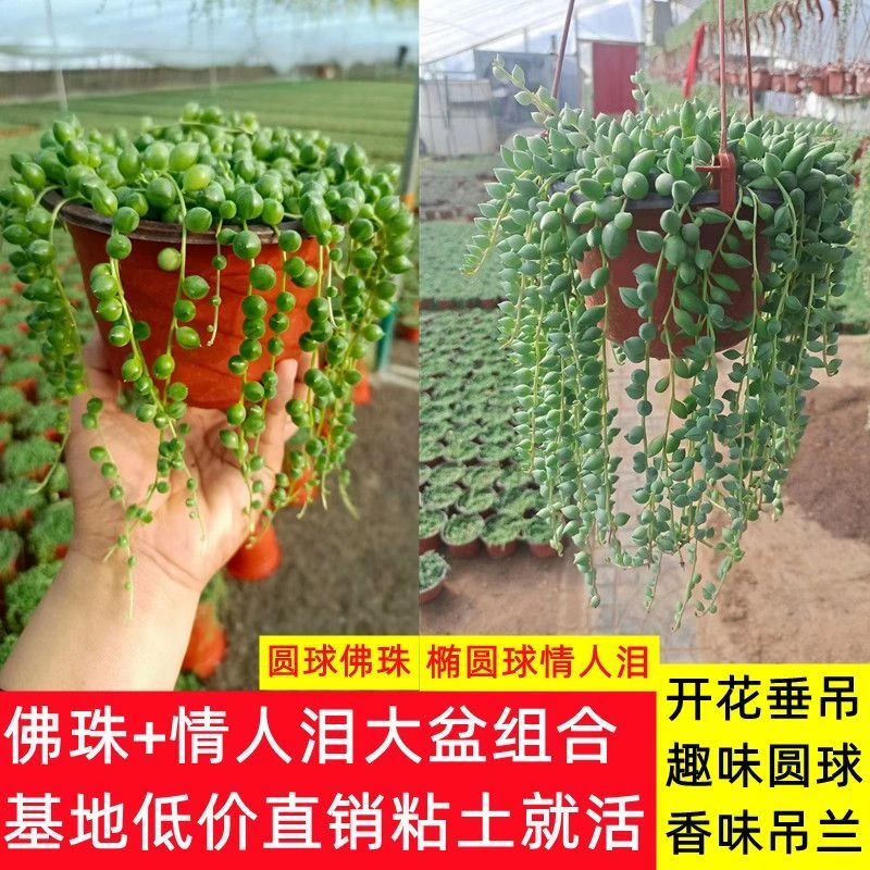 炸漏爆盆长款佛珠吊兰情人泪吊兰 珍珠吊兰佛珠多肉植物垂吊悬挂