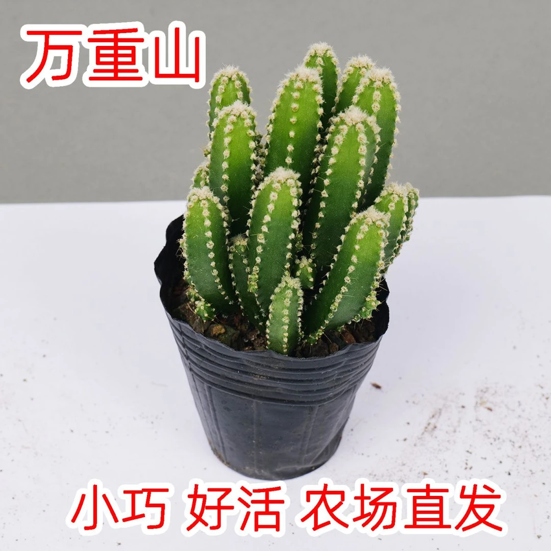 多肉万重山懒人植物绿植防辐射空气仙人掌盆栽阳台花卉四季仙人球
