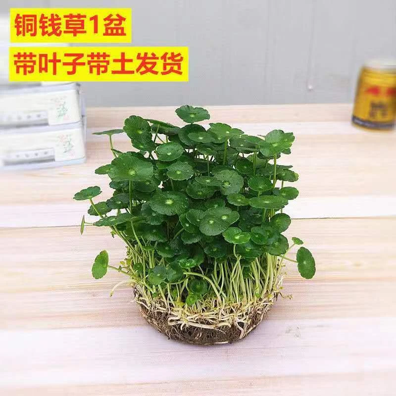 带叶铜钱草土培水培植物办公室桌面盆栽金钱草绿植清新 四季长青