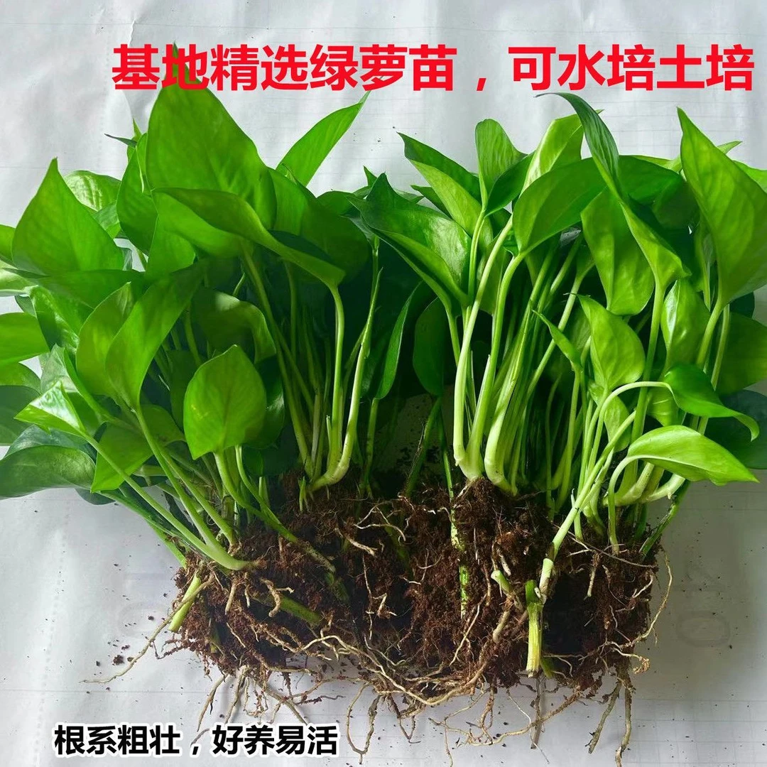 绿萝水培植物室内除甲醛吸水净化空气盆栽
