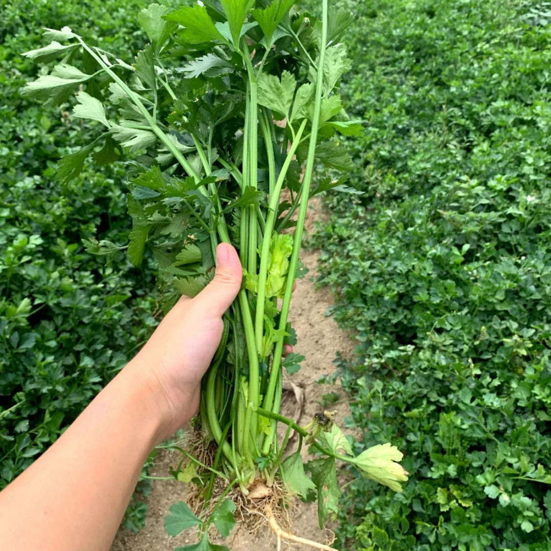 【顺丰快递】贵州本地老品种芹菜 小香芹 现摘现发 农家自种
