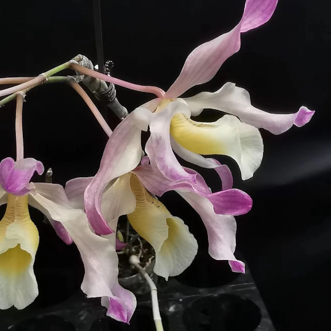 越南七彩扭瓣石斛花卉  （七种花色，美丽动人，新手好养殖）