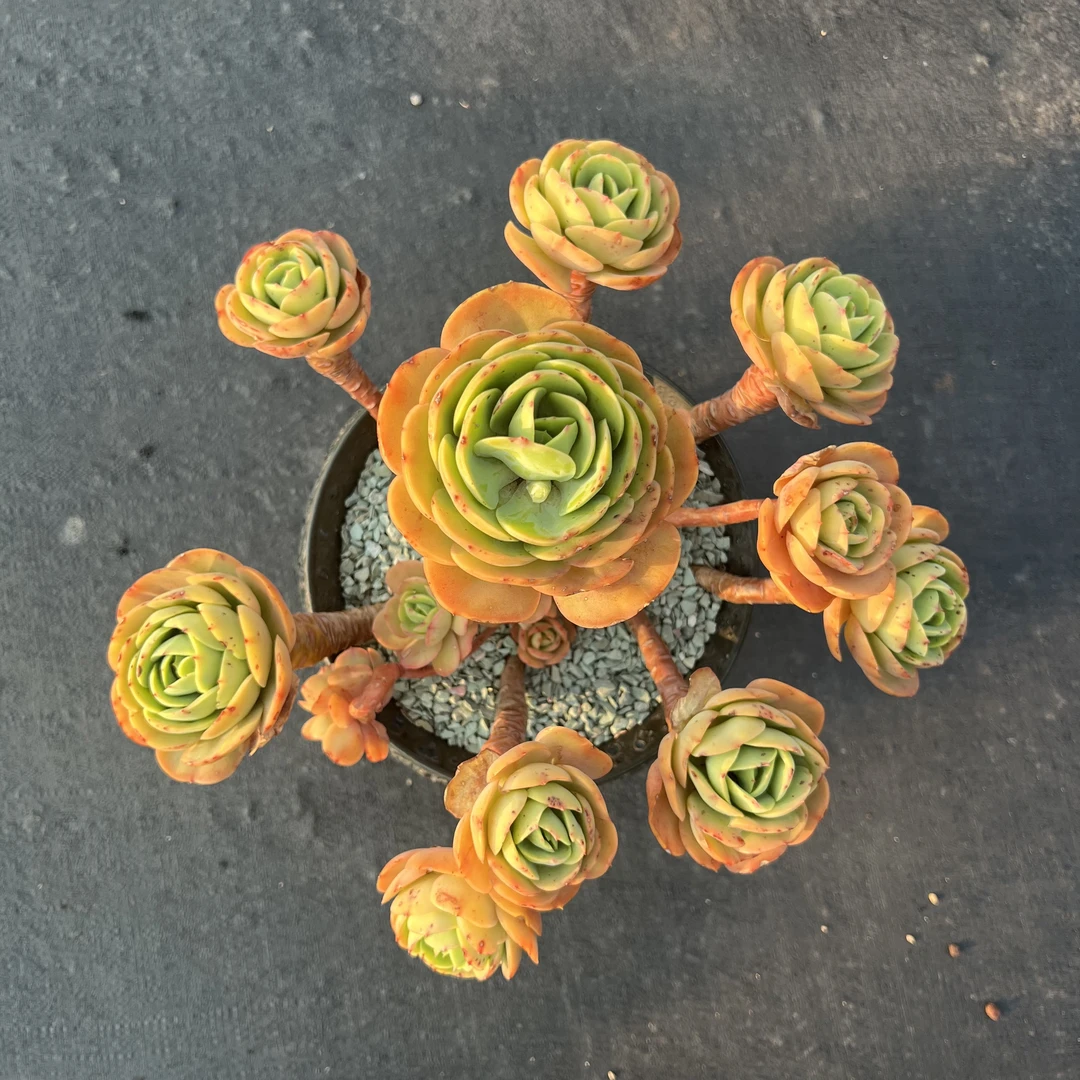 在玩多肉园艺：碧桃老桩稀有多肉植物庭院夏季红色美观皮实好养活