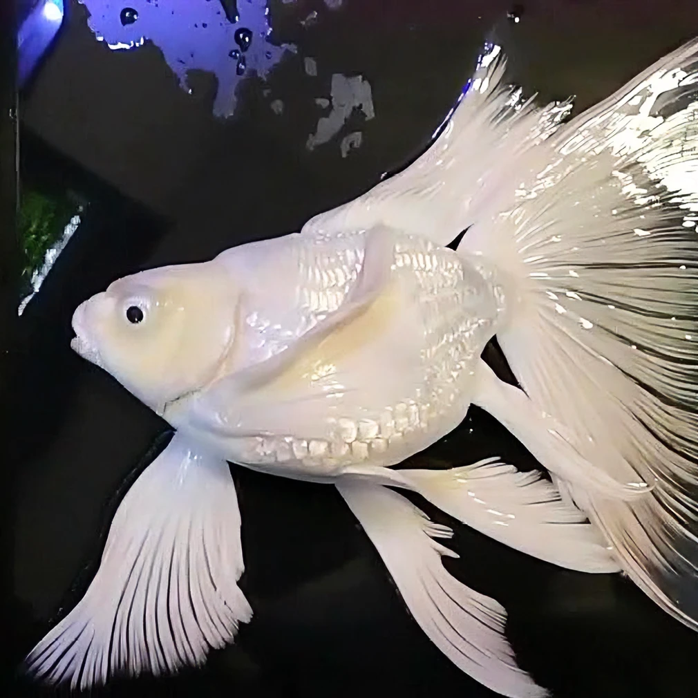 台系贵妃蝴蝶vip