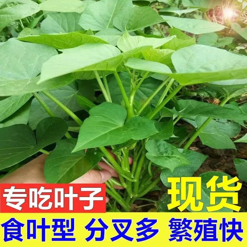 食叶型红薯苗批发红薯秧苗红薯叶红薯批发红薯苗专吃叶子的红薯苗