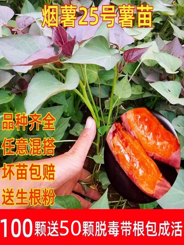 红薯苗烟薯25号苗西瓜烤红薯红薯苗金黄红薯红薯秧苗红薯苗25号