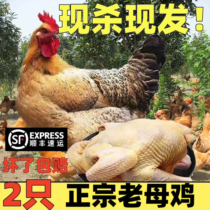 带箱5斤正宗两年老母鸡散养土鸡农家散养土公鸡散养鸡现杀大盘鸡
