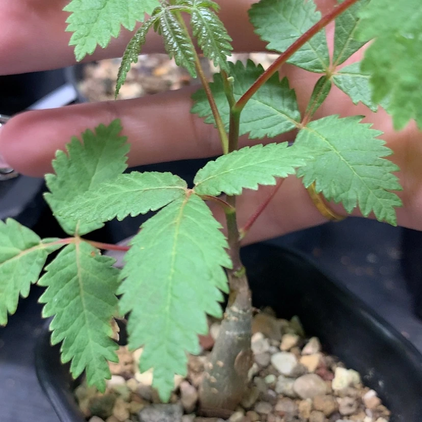 【闪购商品】福利款双色裂榄实生小苗