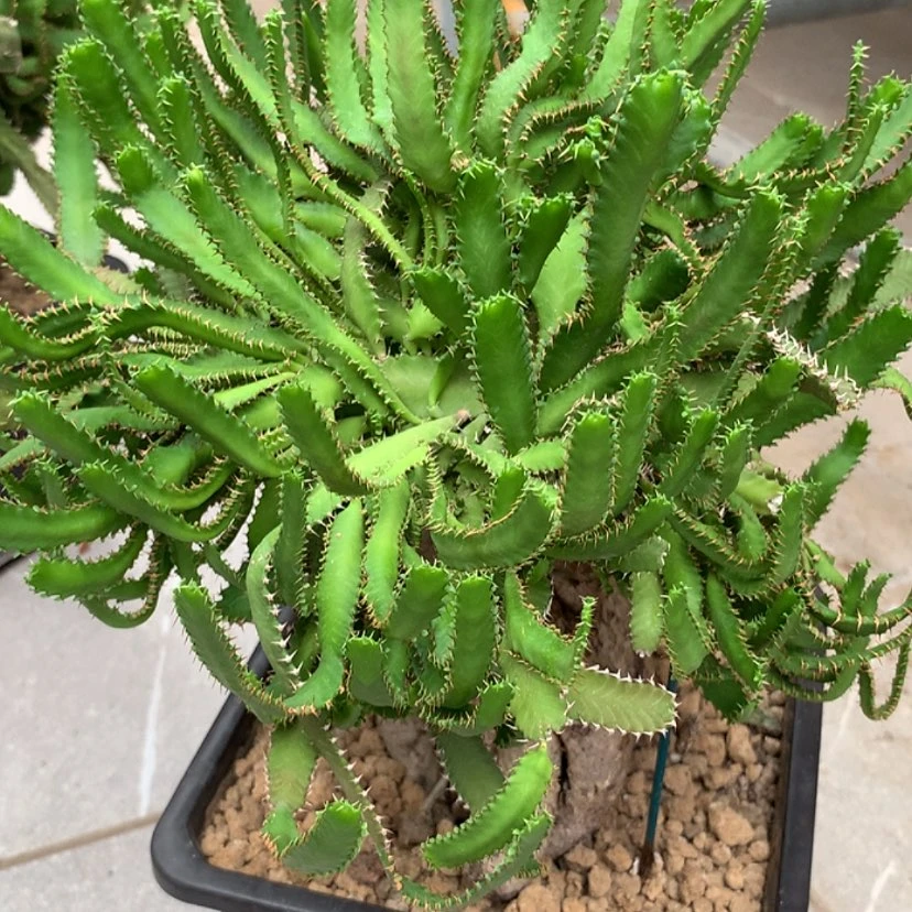 【闪购商品】黑*飞龙大吉飞龙大吉