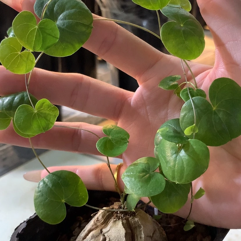 【闪购商品】龟甲龙