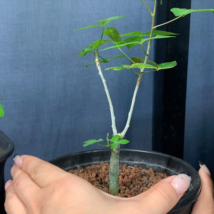 【闪购商品】@**执苏杰保利