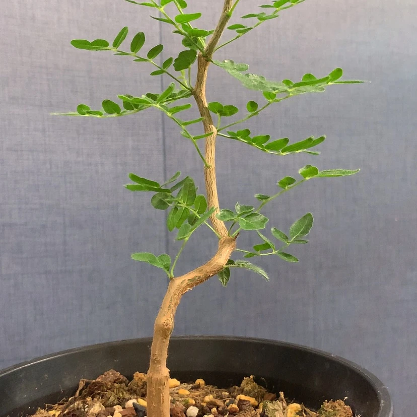 【闪购商品】滔天橄榄实生福利