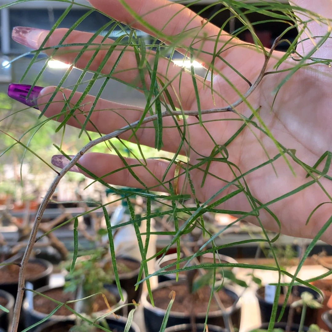 帕卡裂榄实生小苗