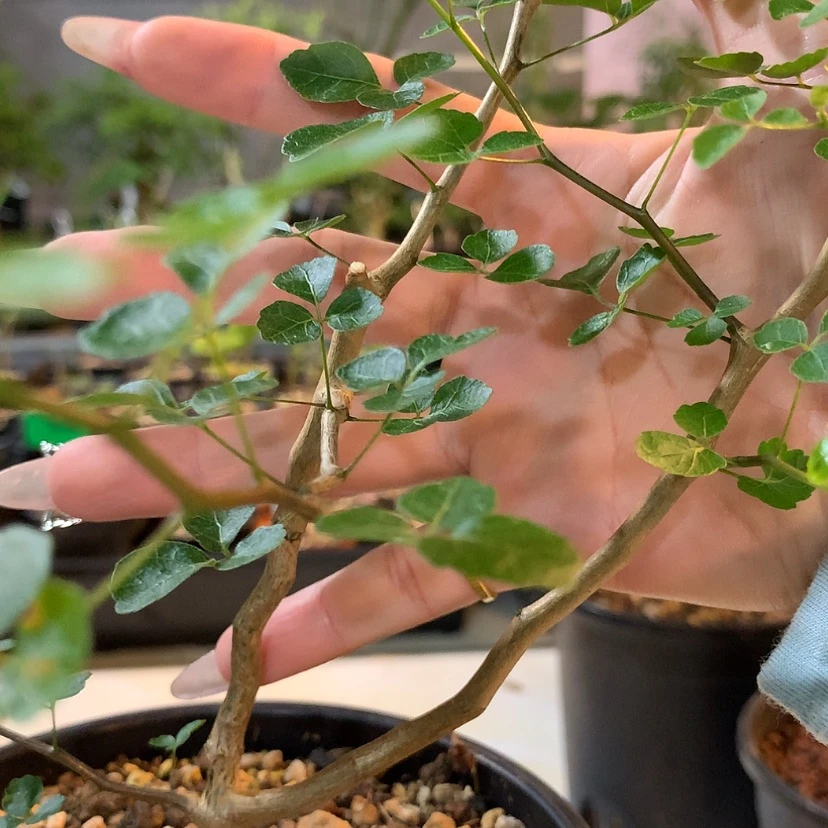 【闪购商品】莫**花福利款波叶橄榄实生