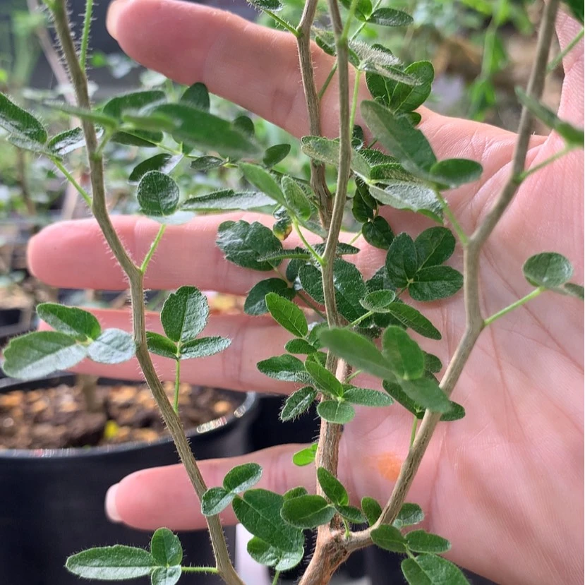 【闪购商品】遷*滔天橄榄实生小苗