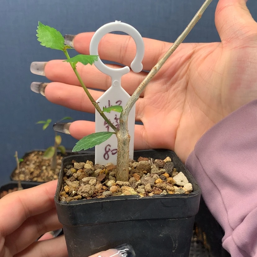 【闪购商品】怀特没药