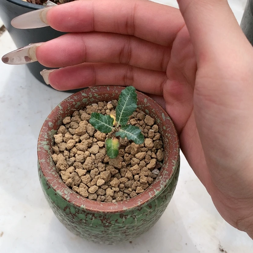 【闪购商品】单叶乳香