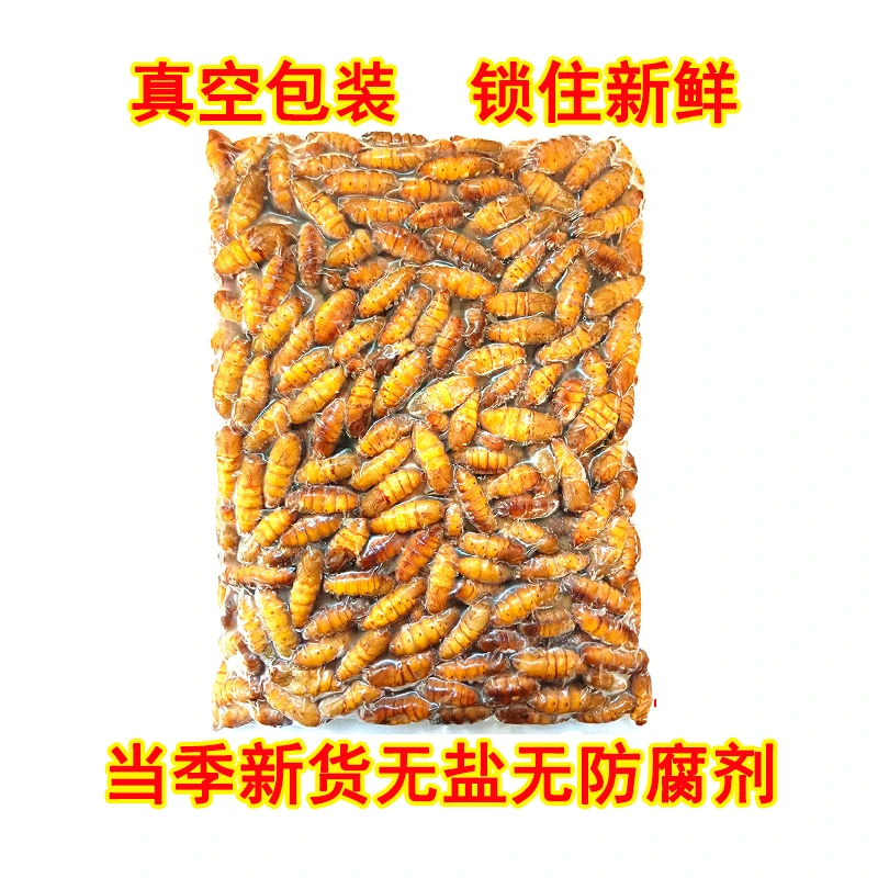 正宗金丝蚕蛹新鲜速冻桑蚕蛹冰冻黄金蚕蛹山东特产烧烤食用昆虫
