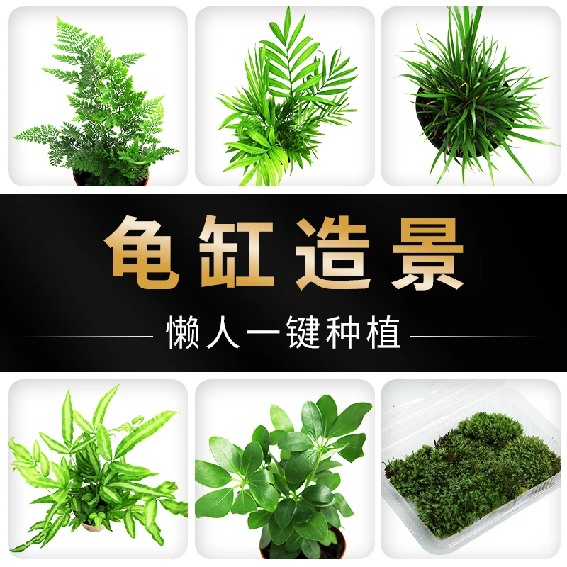 龟将军l乌龟缸真水草活体鱼缸装饰植物大水榕沉木水草淡水水族箱