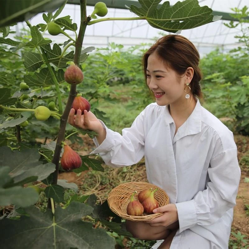 无花果树果苗特大果带果盆栽波姬红波尔多南北方四季种植耐寒地栽