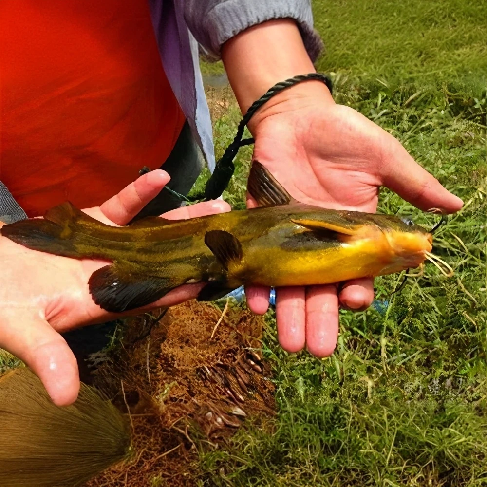 黄骨鱼杂交黄辣丁黄鸭叫精选黄颡鱼