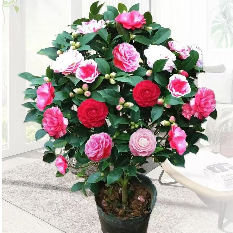 五色赤丹茶花天花板颜值担当稀有名贵品种