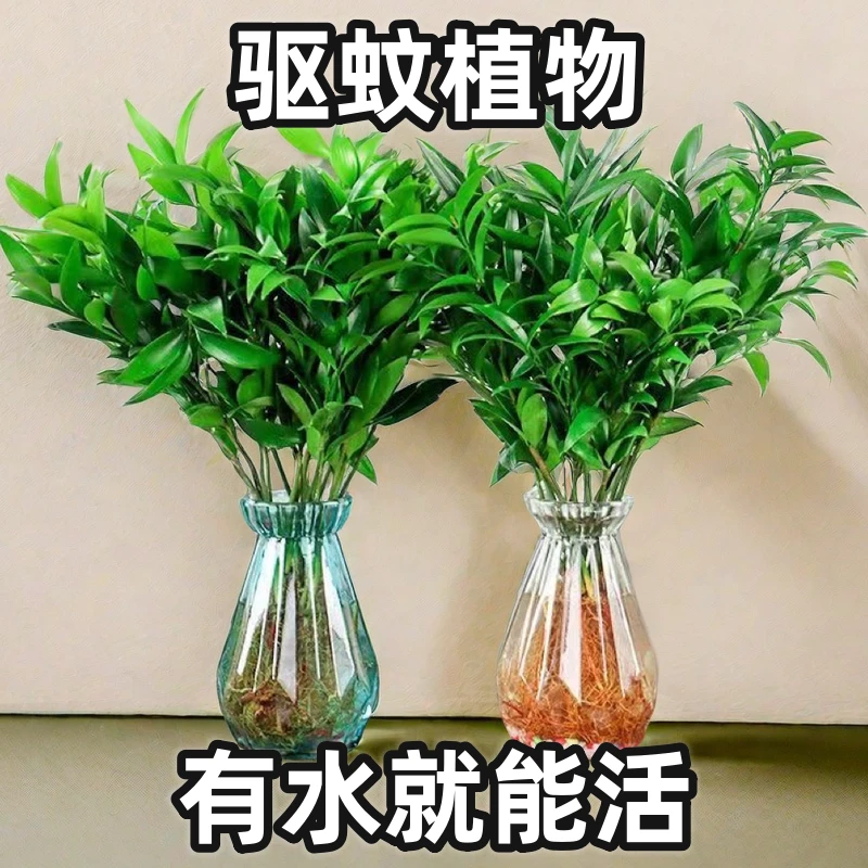 室内驱蚊竹柏客厅四季常青盆景水培绿植好养不死办公室桌防蚊盆栽